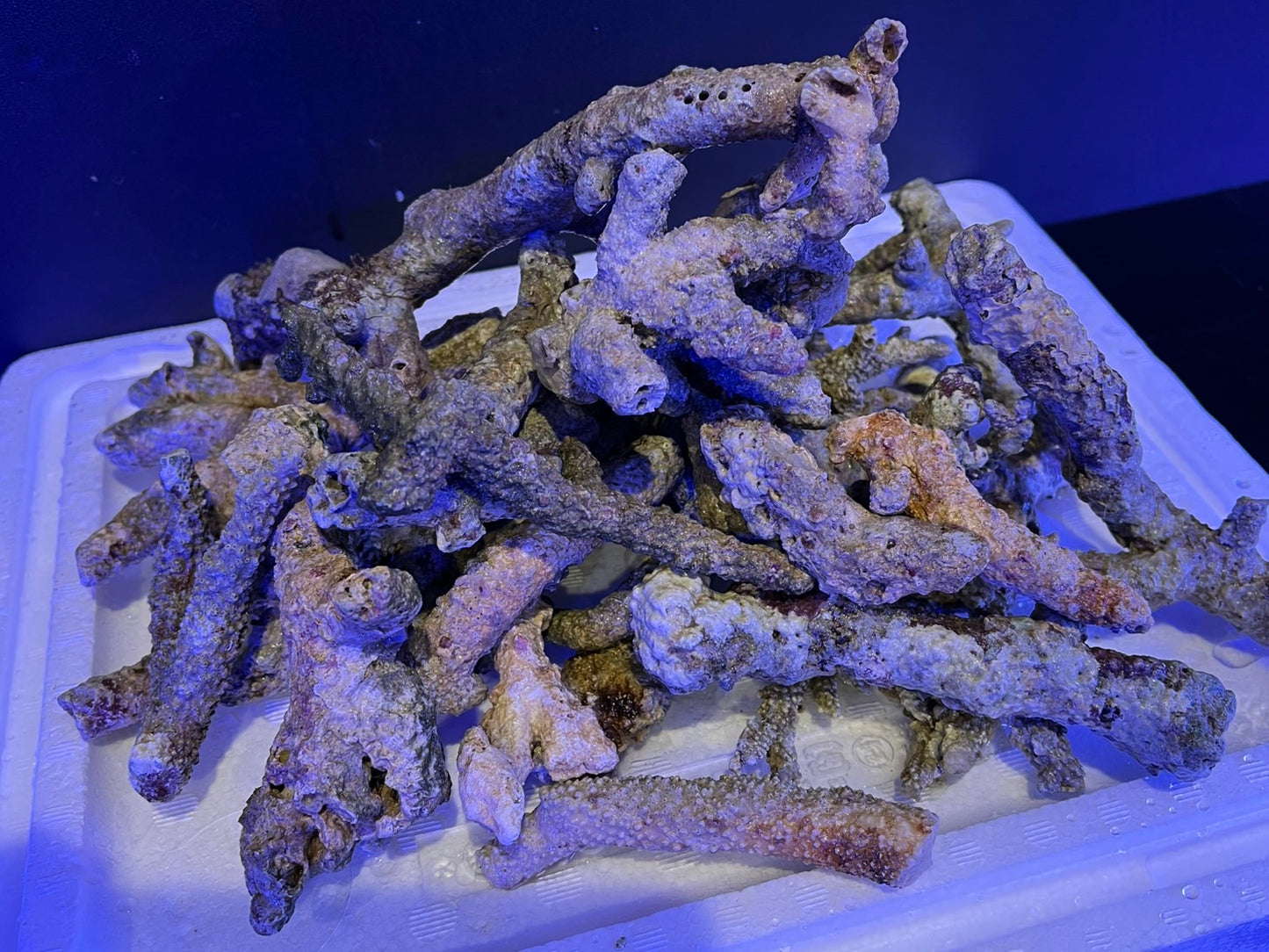 ライブロックブランチ1Kg