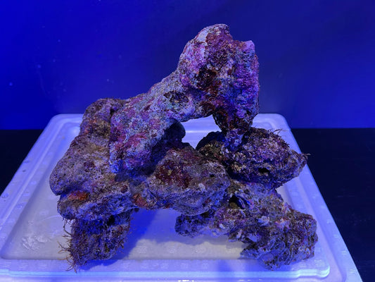 養殖ライブロック塊1Kg