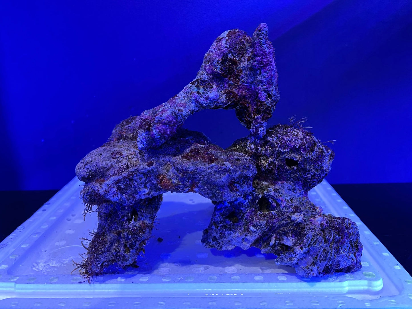 養殖ライブロック塊1Kg