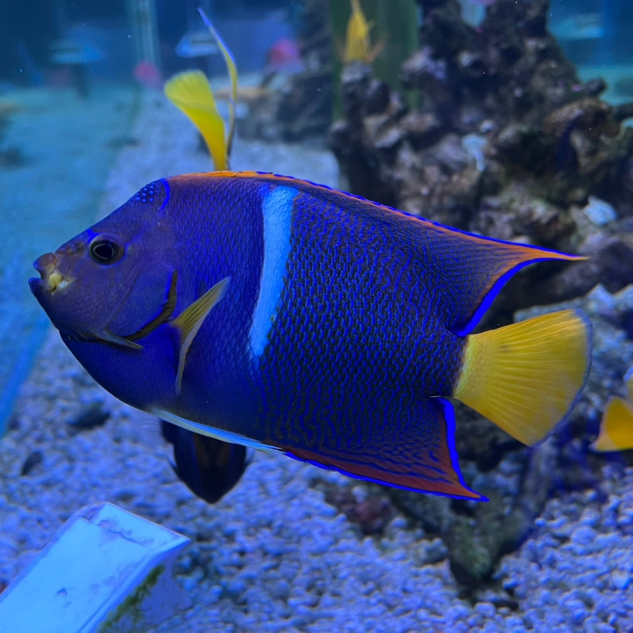 キングエンゼル