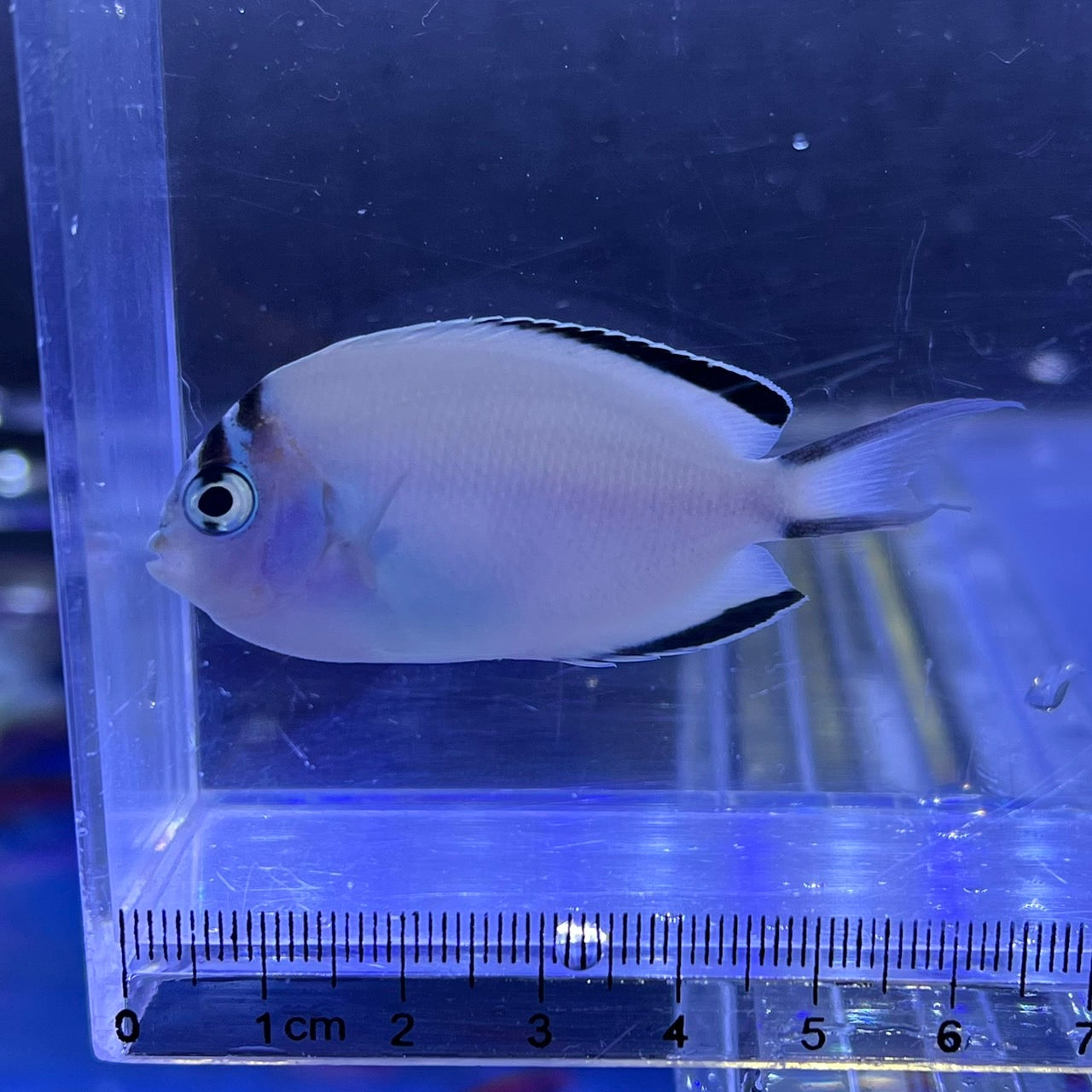 ヒレナガヤッコ