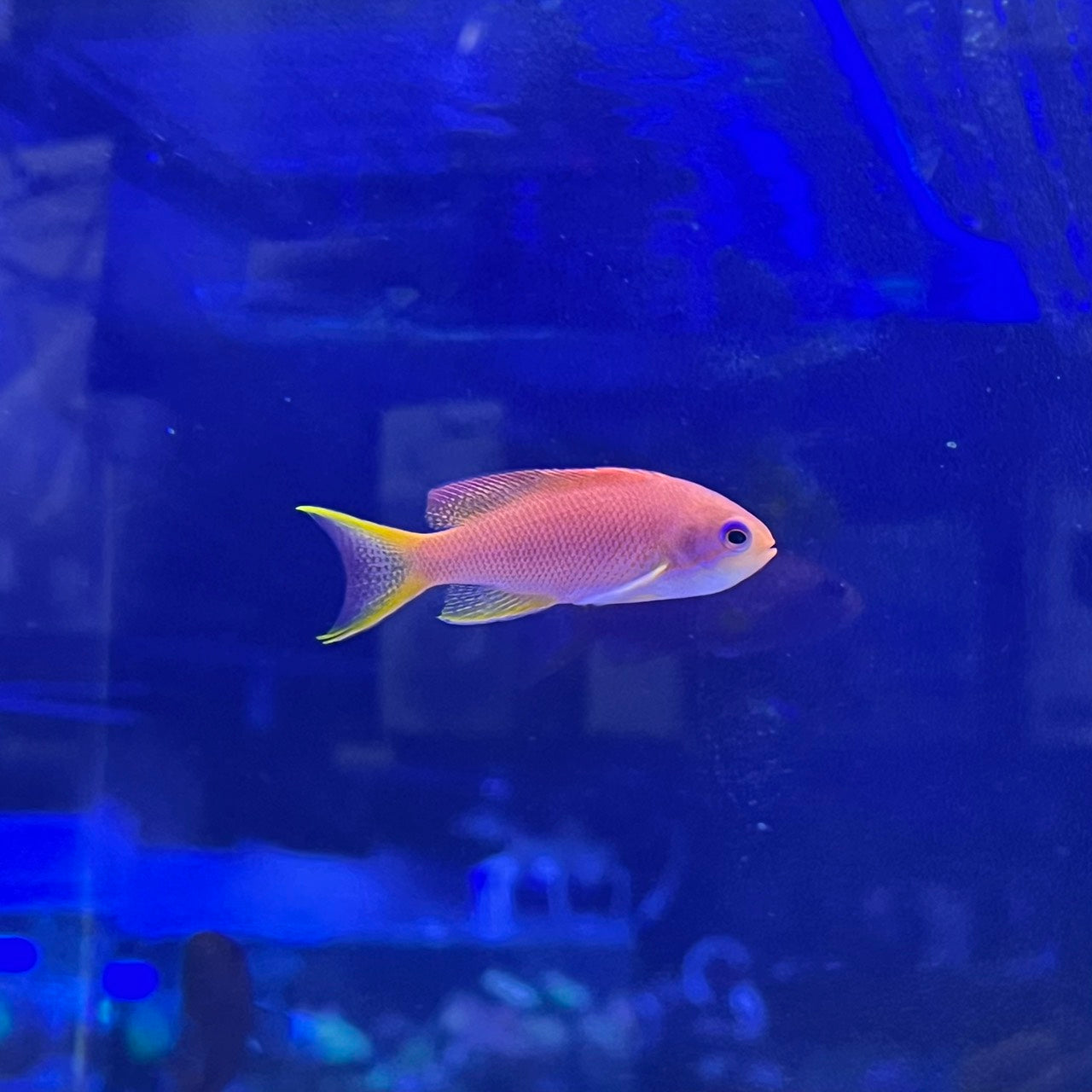 キンギョハナダイメス