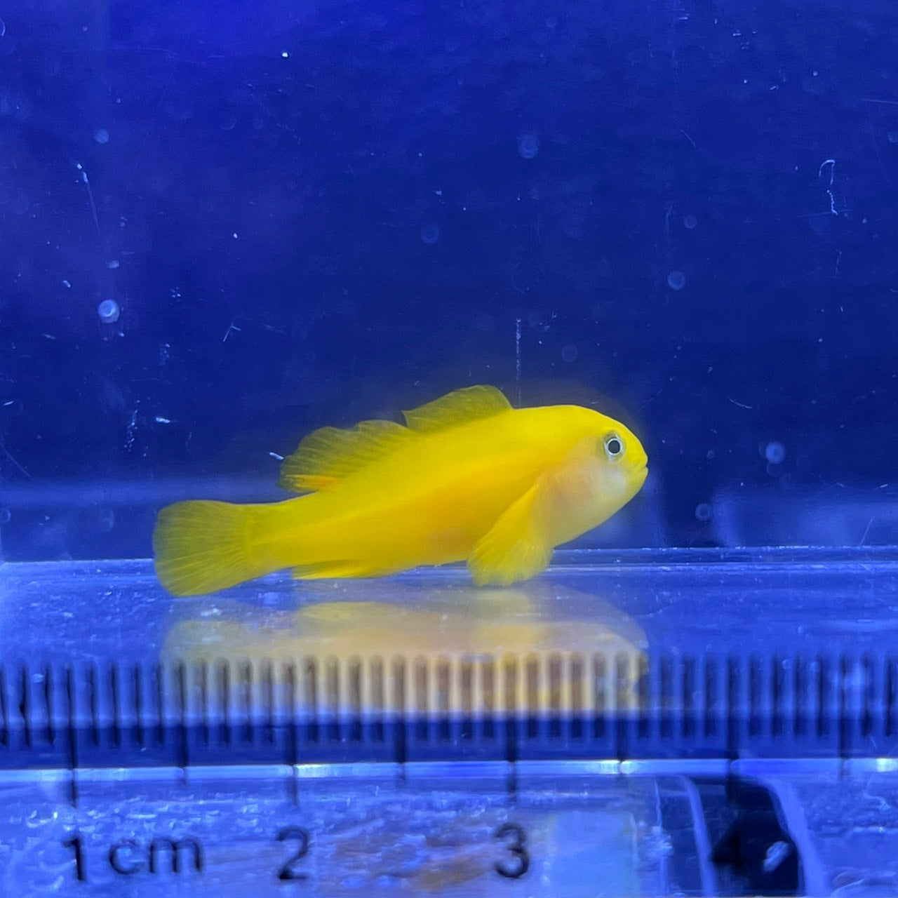 キイロサンゴハゼ