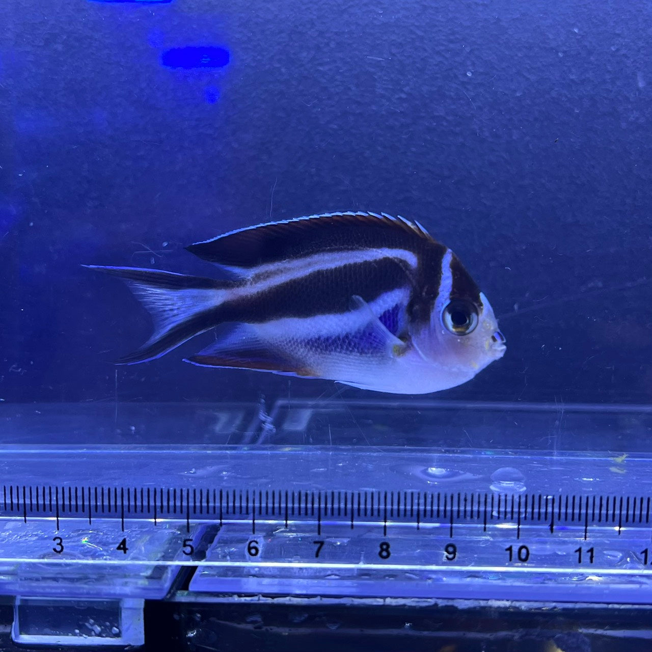 ベルスオーネイトエンゼル
