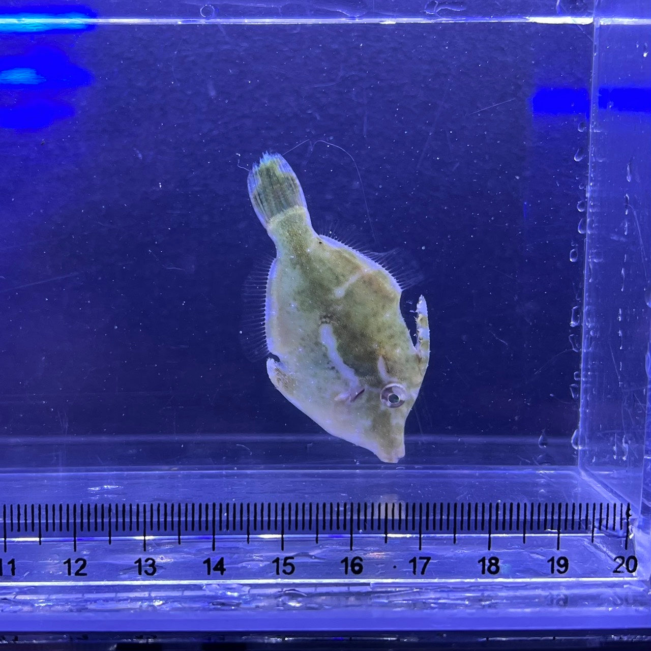 フチドリカワハギ