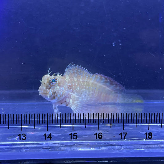 ヤエヤマギンポ