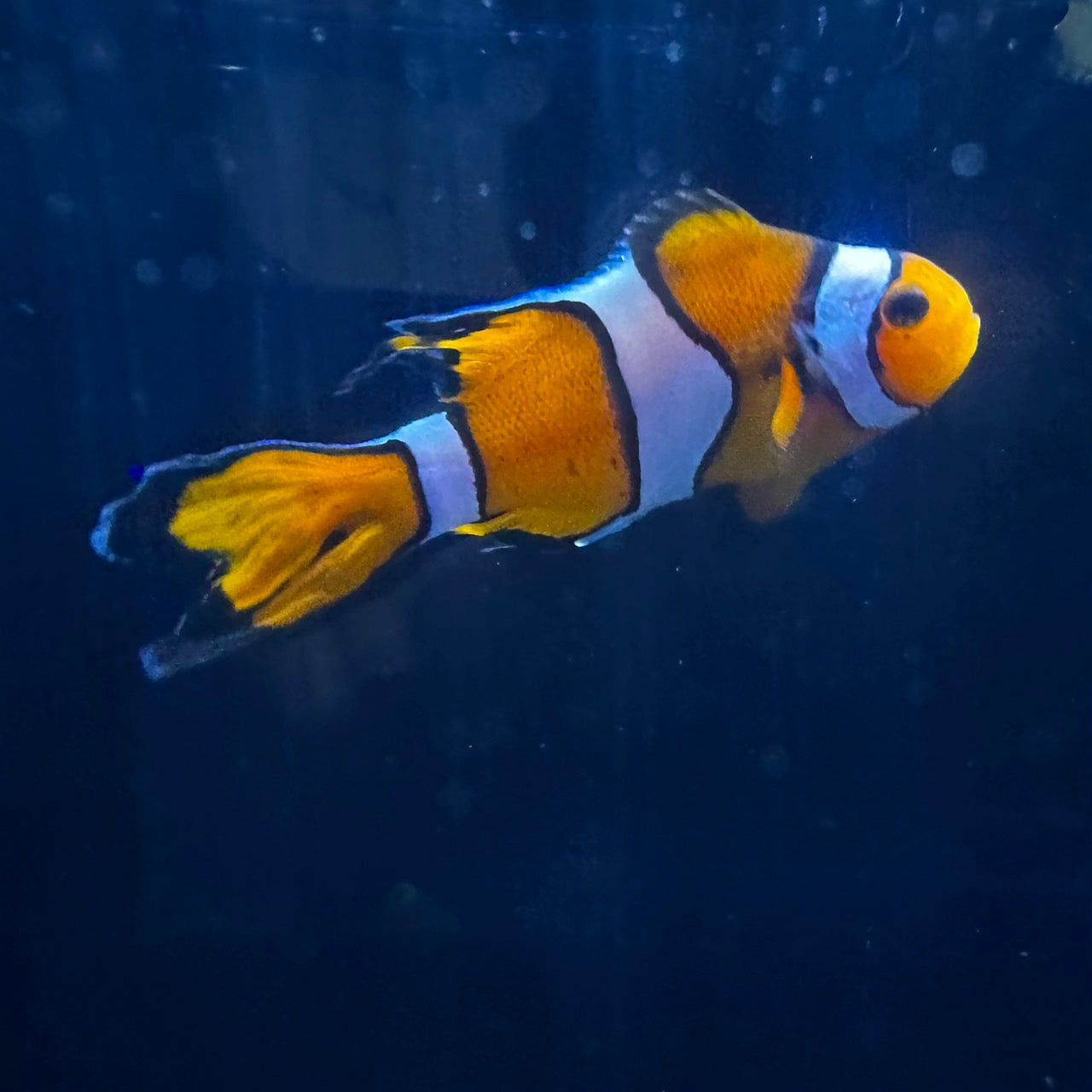 ロングフィンクマノミ