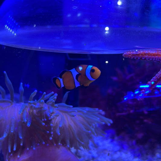 カクレクマノミ