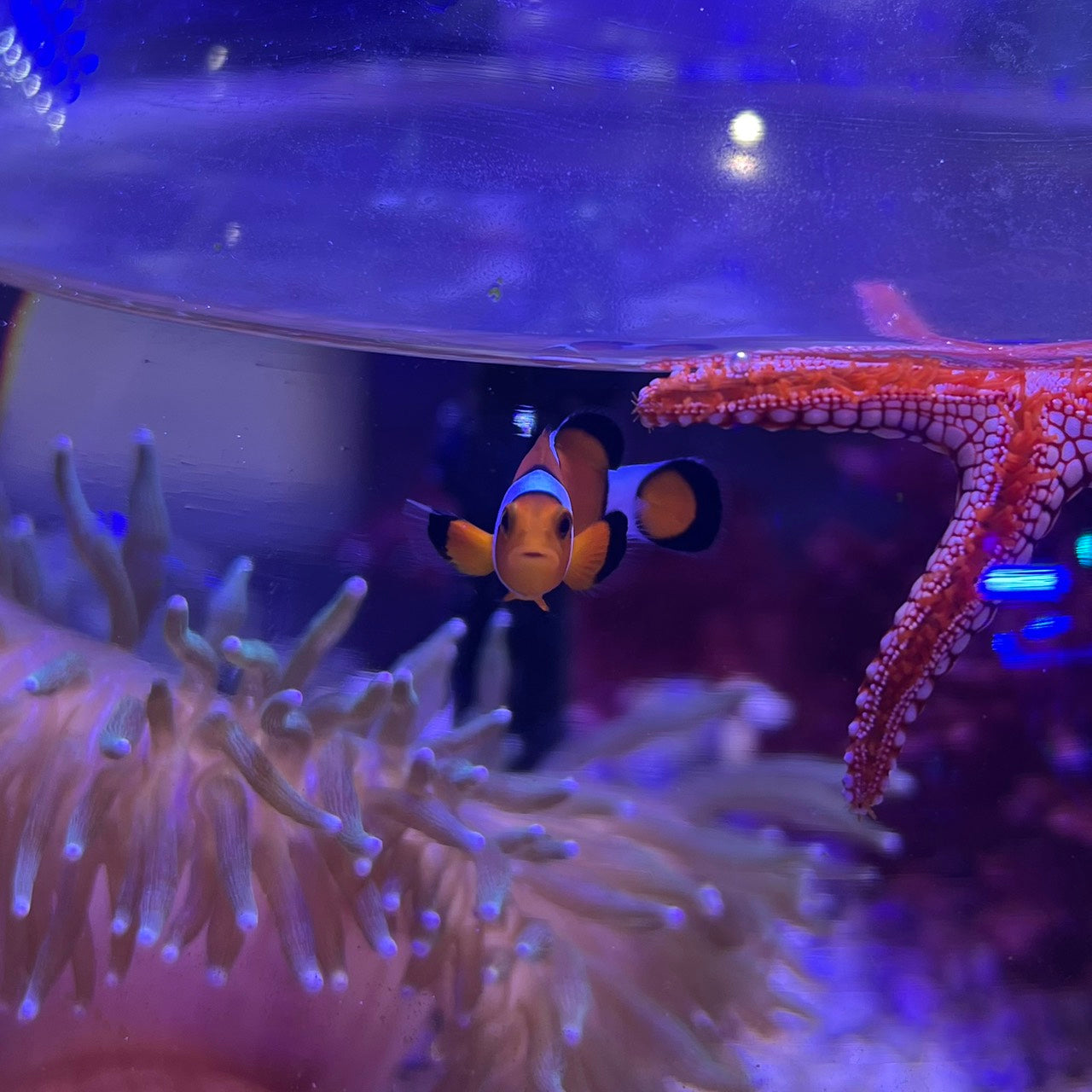 カクレクマノミ