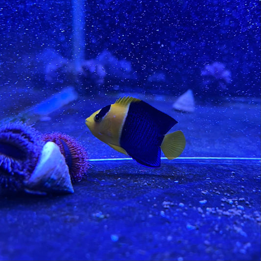 ソメワケヤッコ