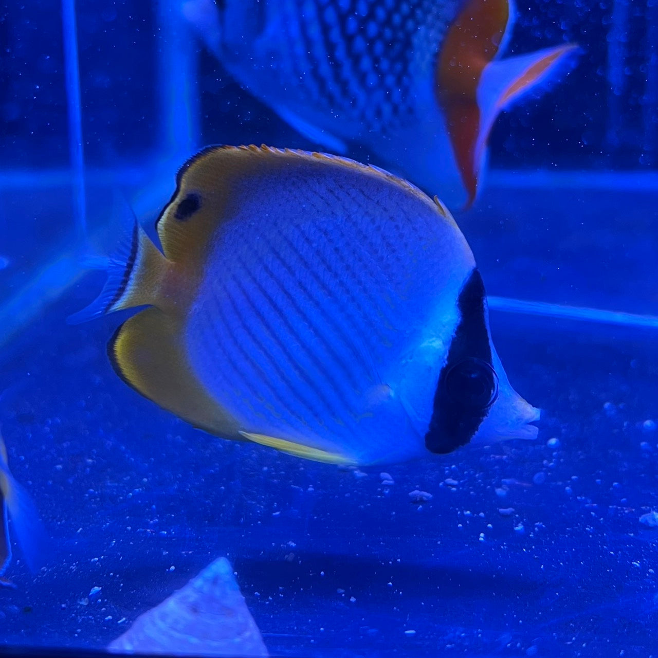 クラカケチョウチョウウオ