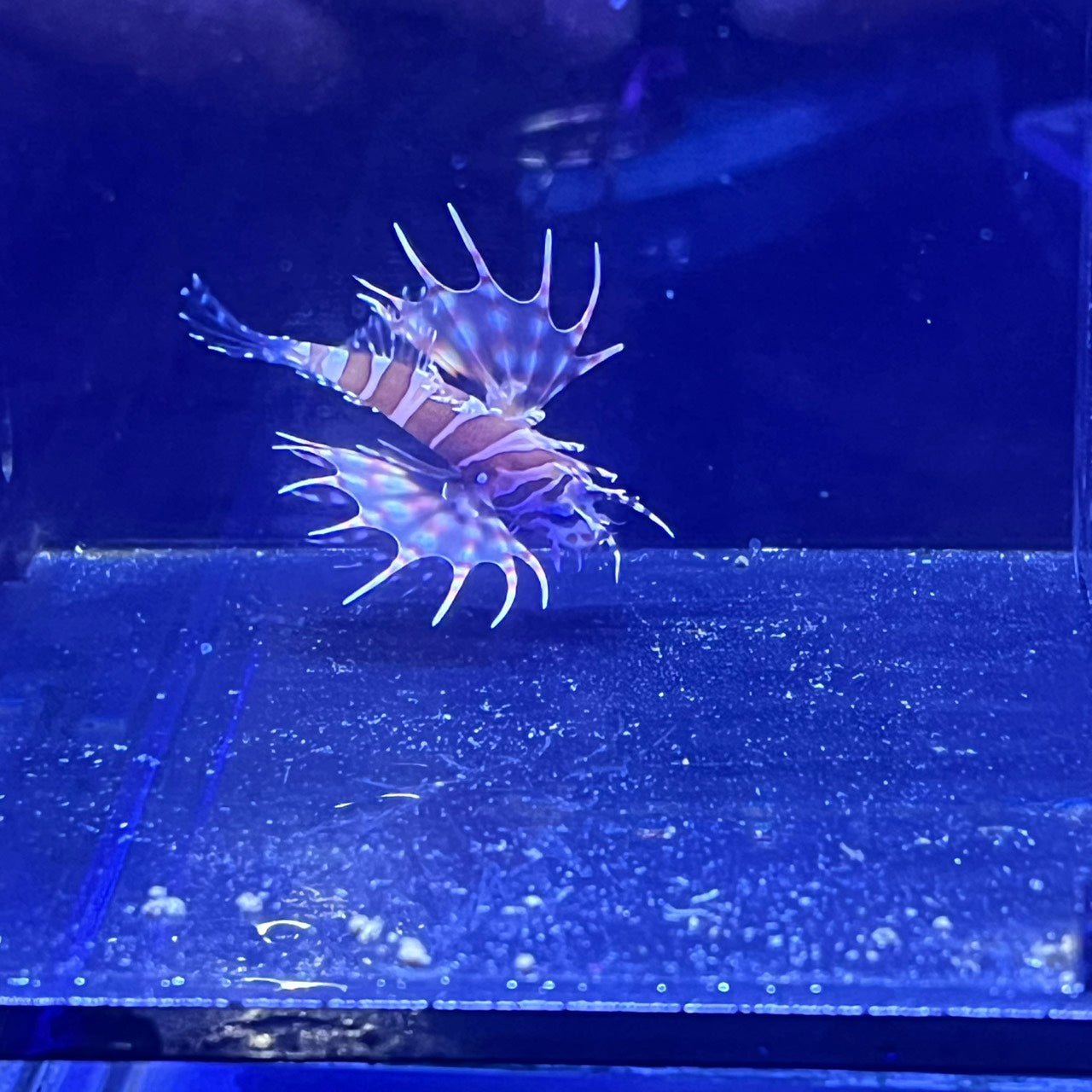 ミノカサゴ幼魚