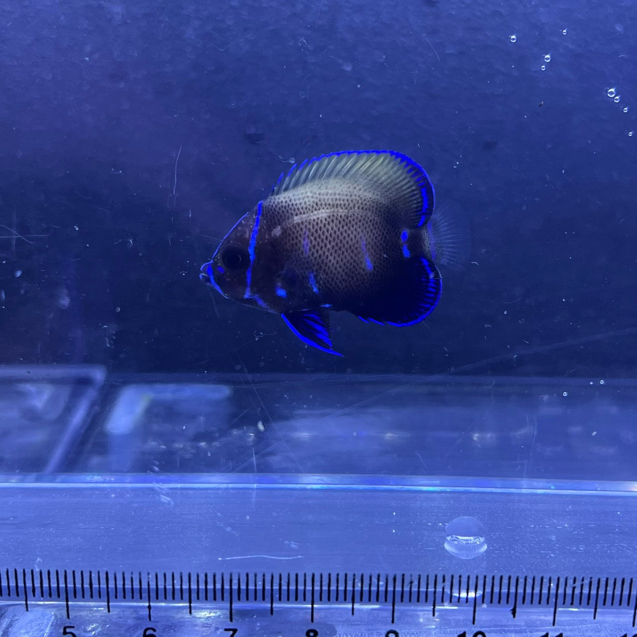 イナズマヤッコ幼魚