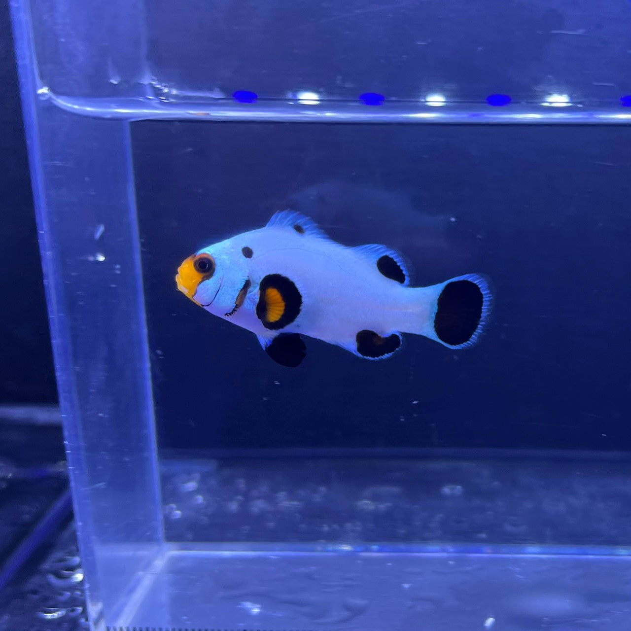 Wyoming White Clownfish4~5㎝±