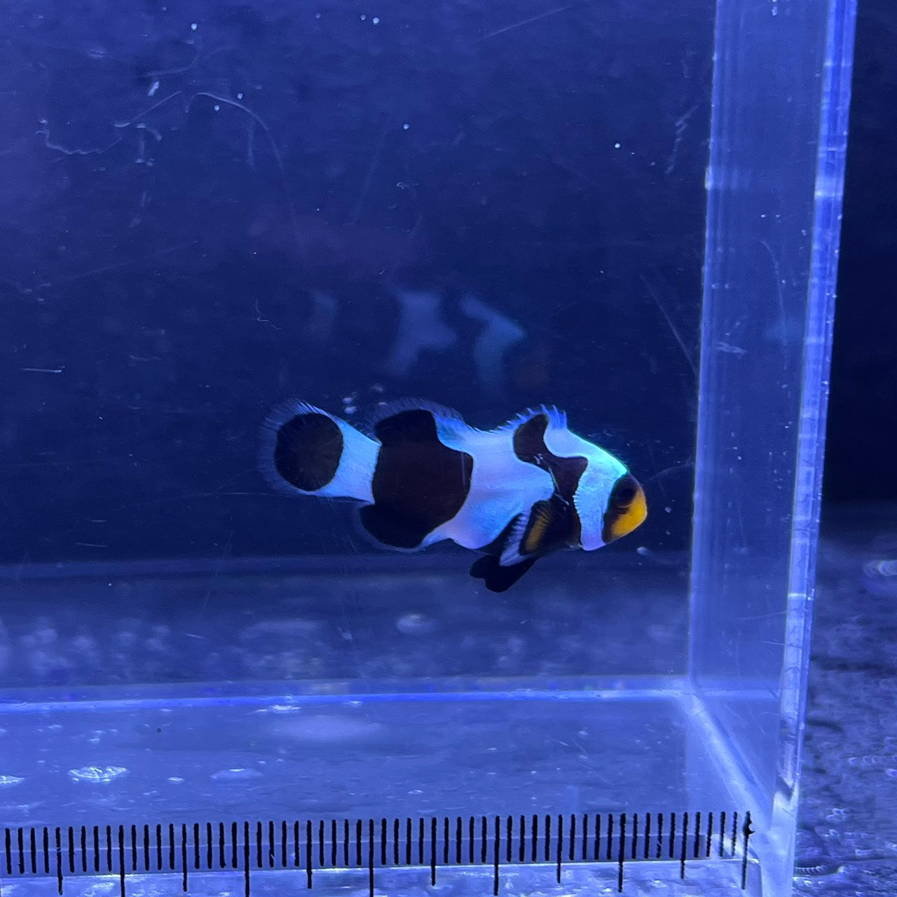 Black Clowns fish3~4㎝±