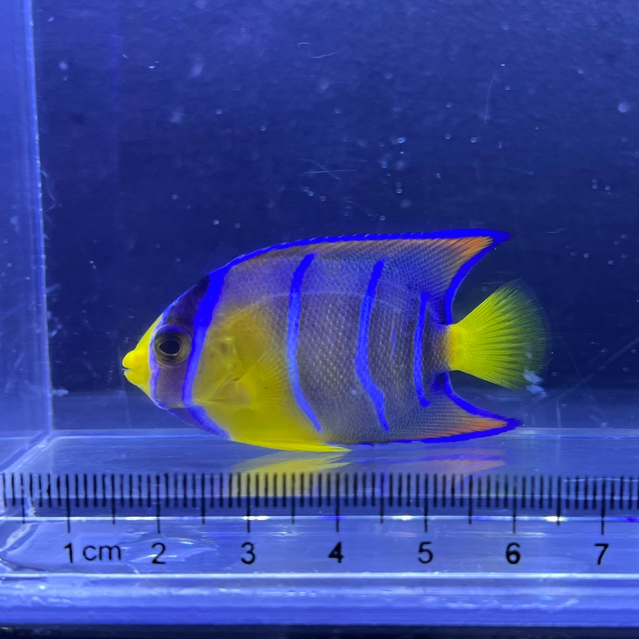 クイーンエンゼル