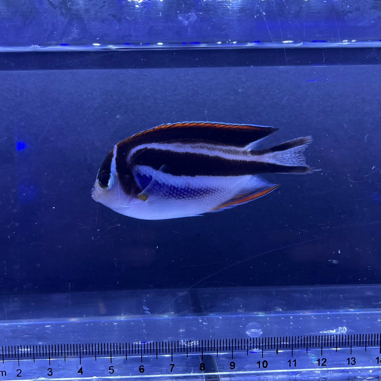 ベエルスオーネイトエンゼルペア