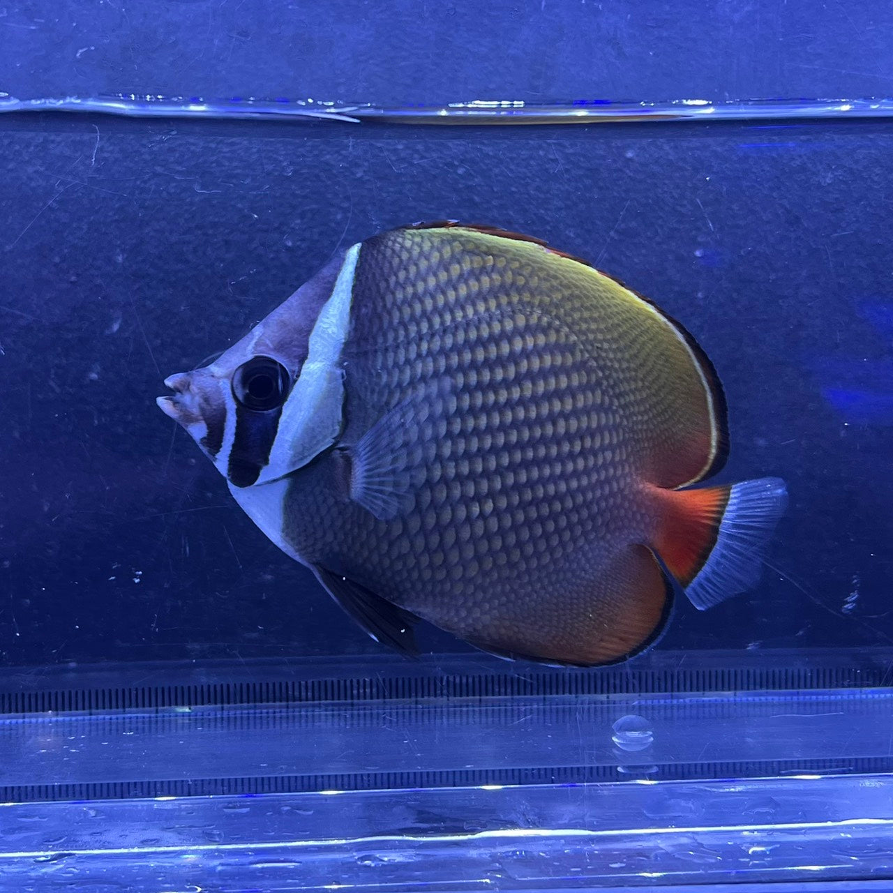 コラーレバタフライ