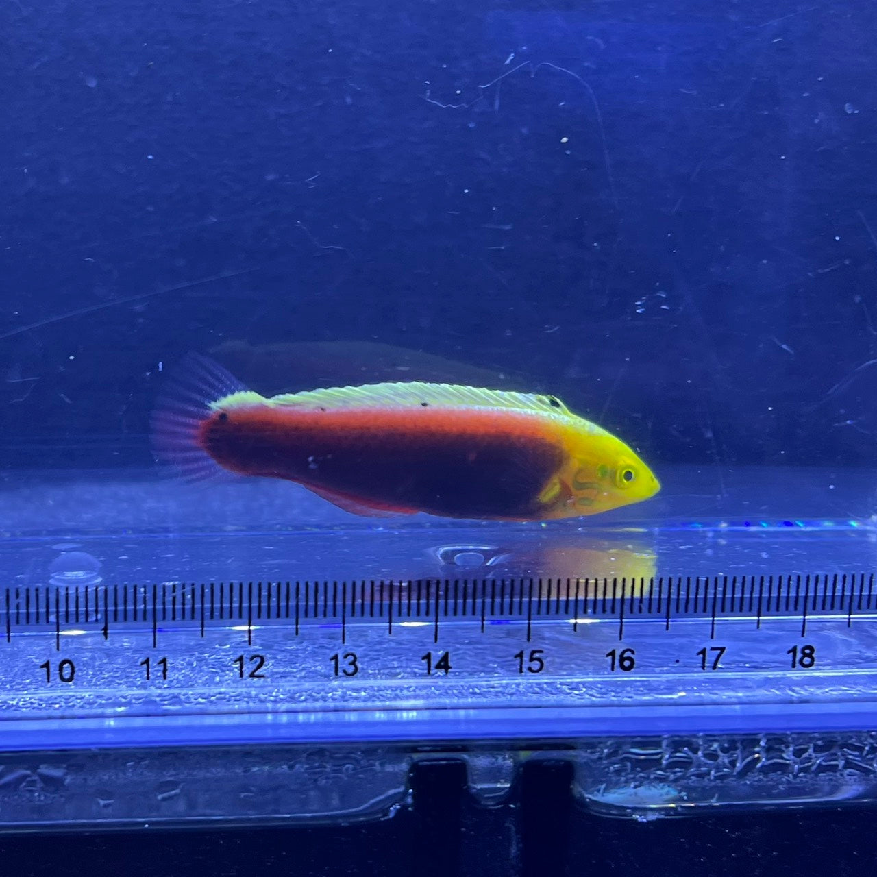 リーデントラス