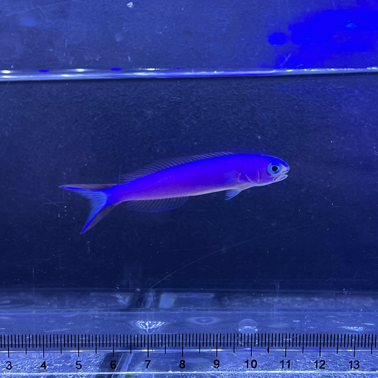 フジイロサンゴアマダイ