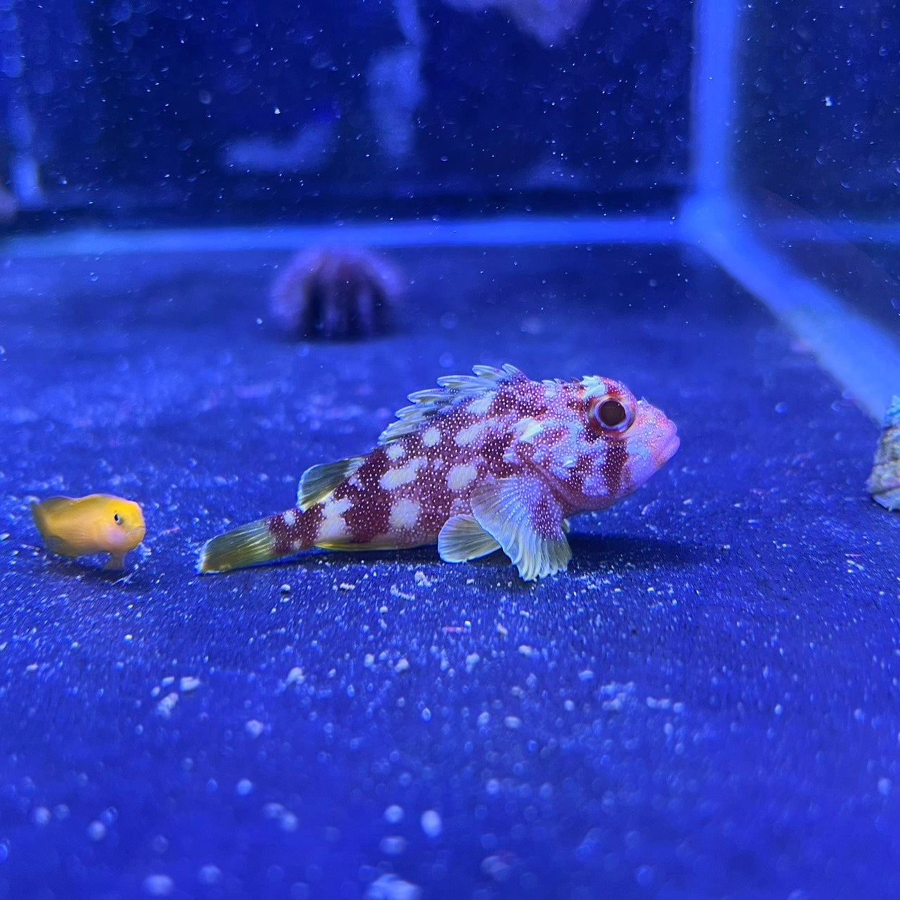 カスリフサカサゴ