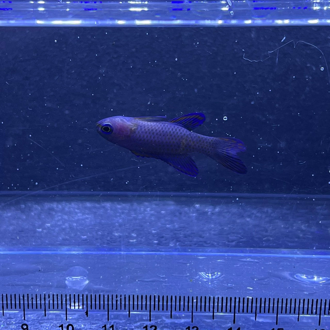 ツバメタナバタウオ