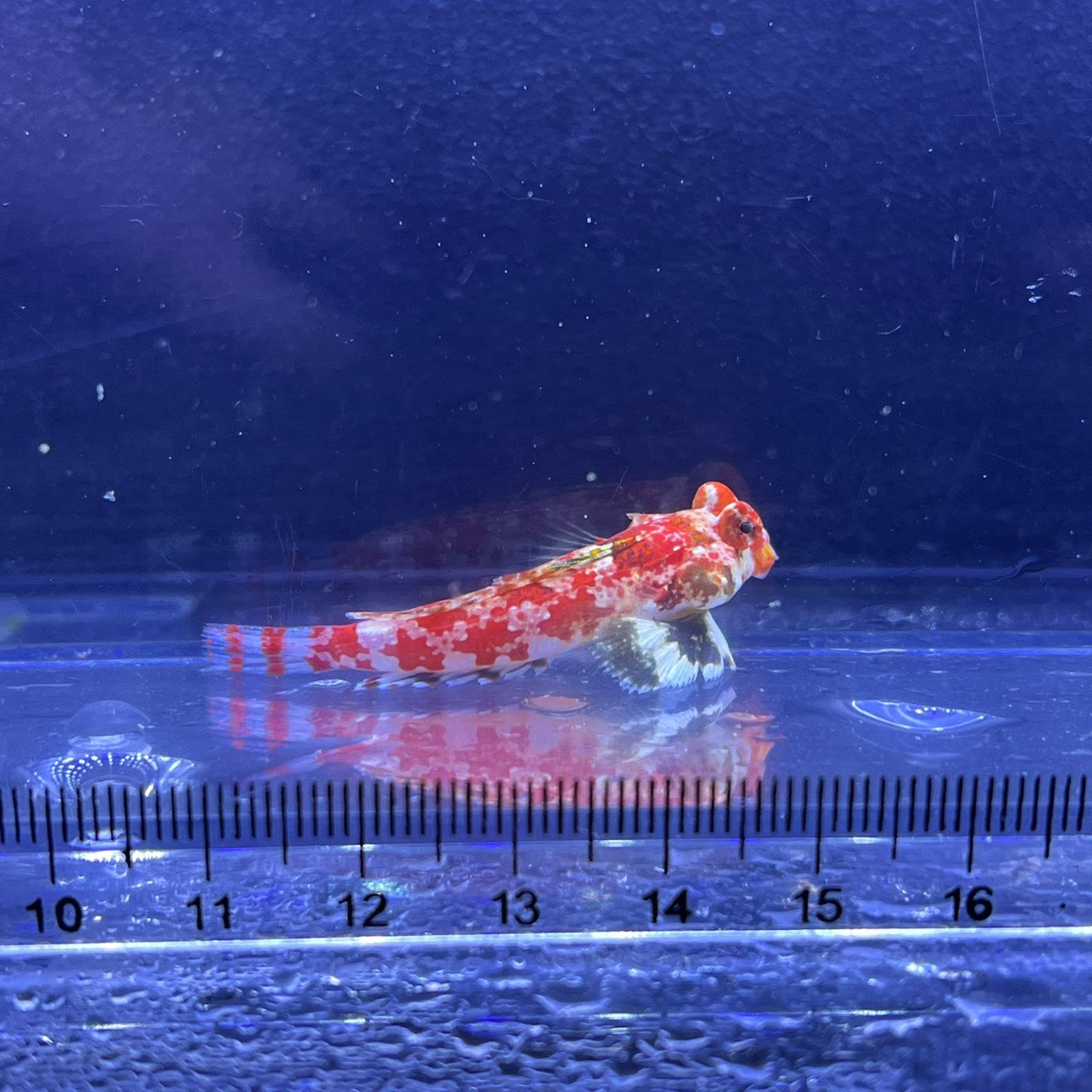 スターリードラゴネット