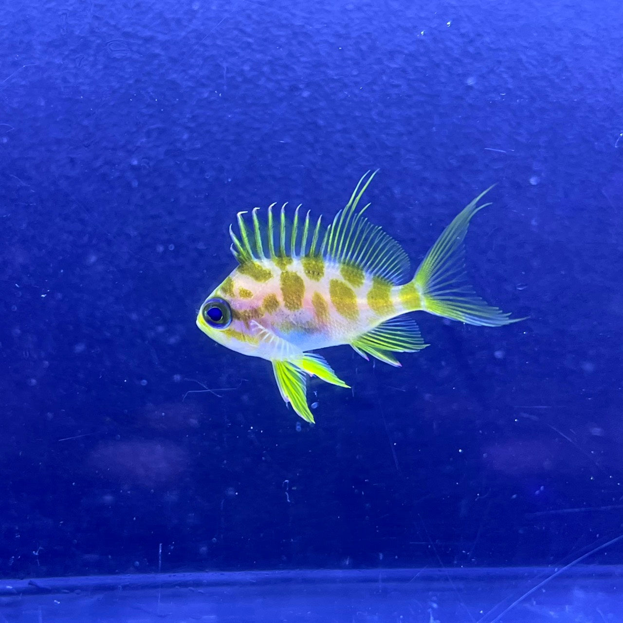 マダラハナダイ