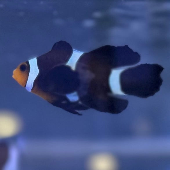 Black Longfin CIownfish