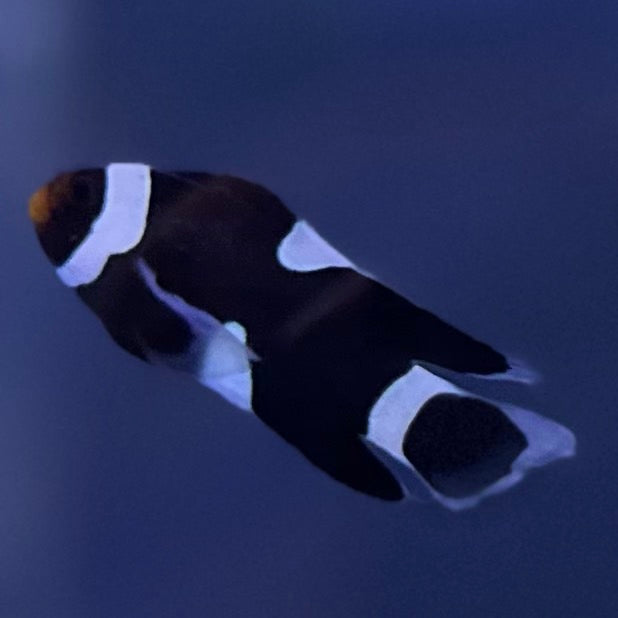 Black Longfin CIownfish