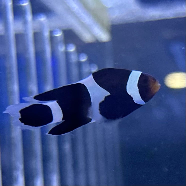 Black Longfin CIownfish