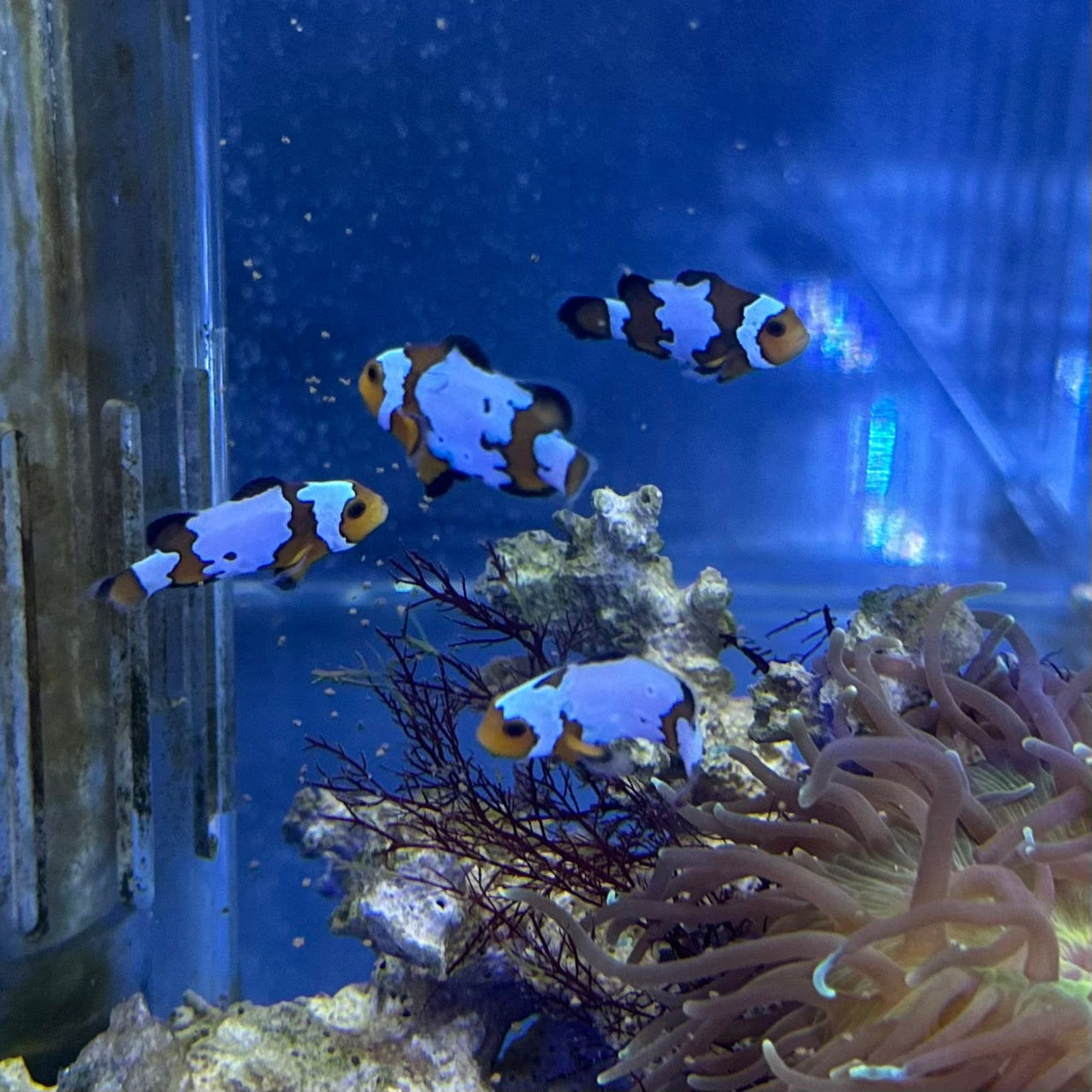 Snowflake CIownfish Sサイズ
