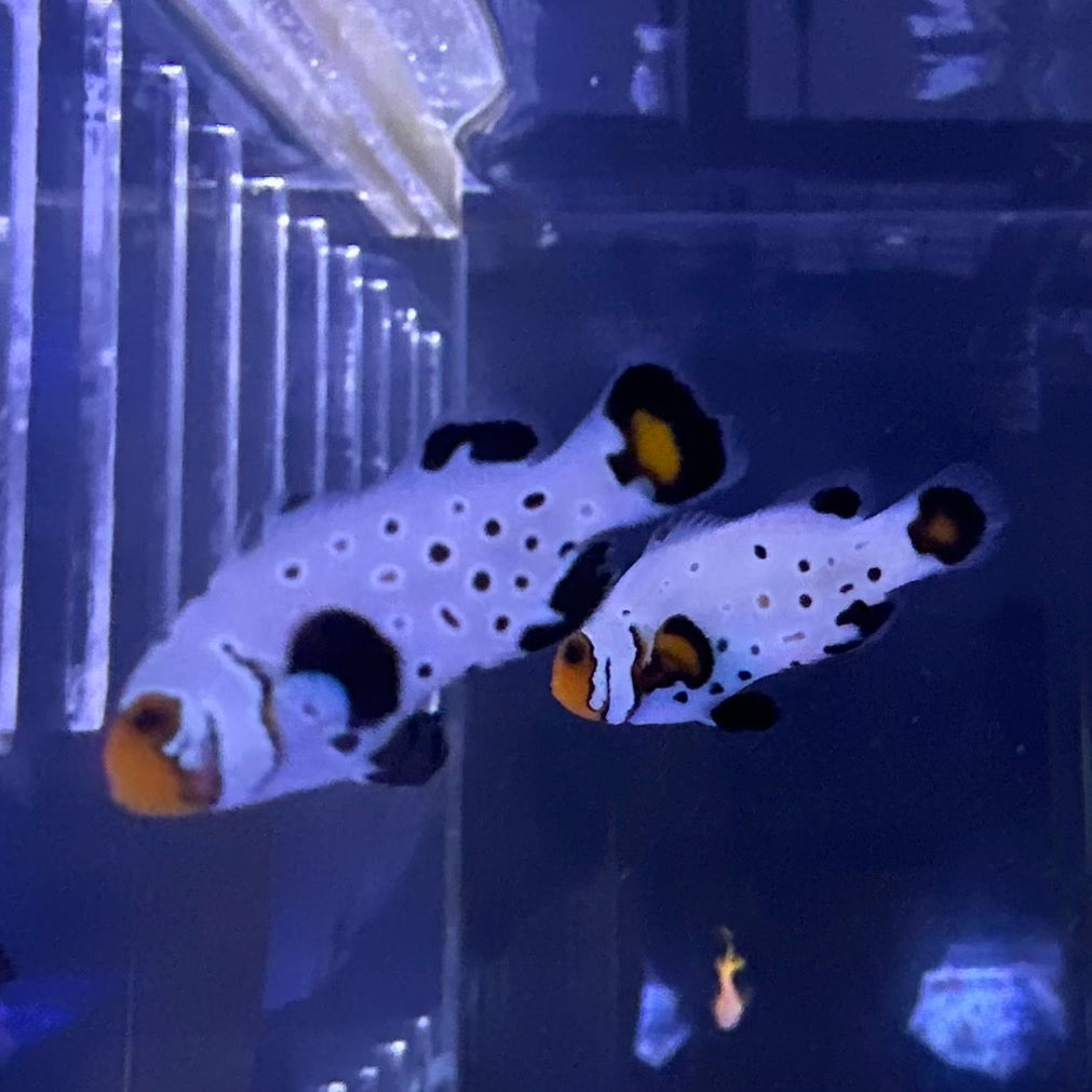 Frostbite CIownfish