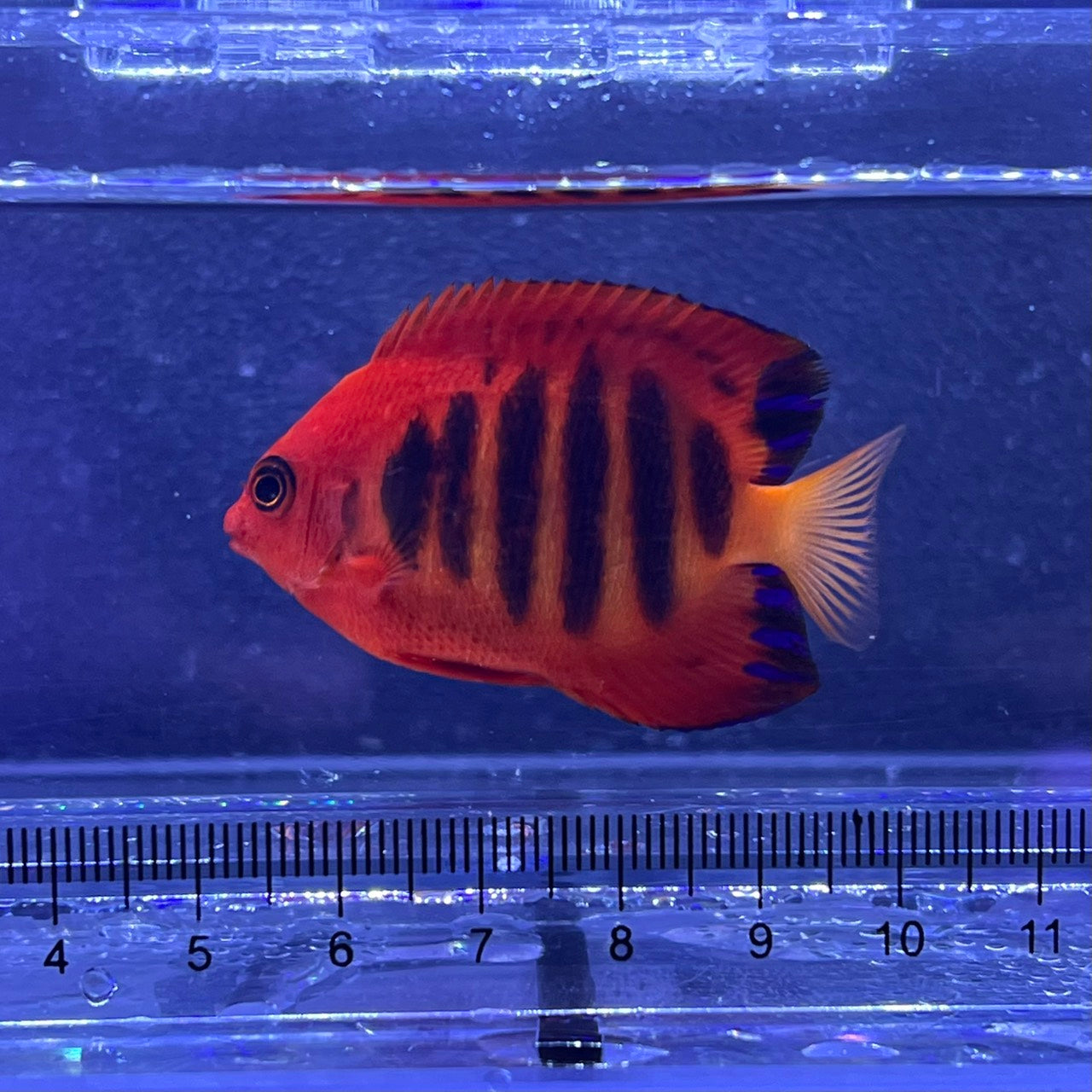 フレームエンゼル