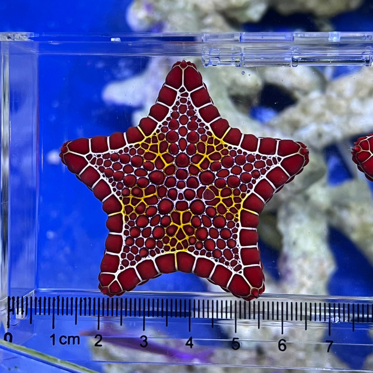 チェリーブリックビスケットスター