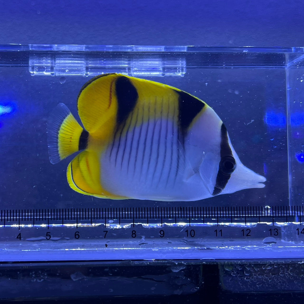 サドルバックバタフライ