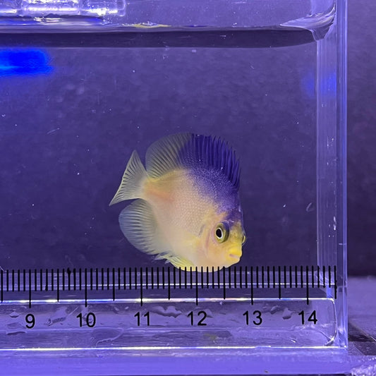 コリンズピグミーエンゼル