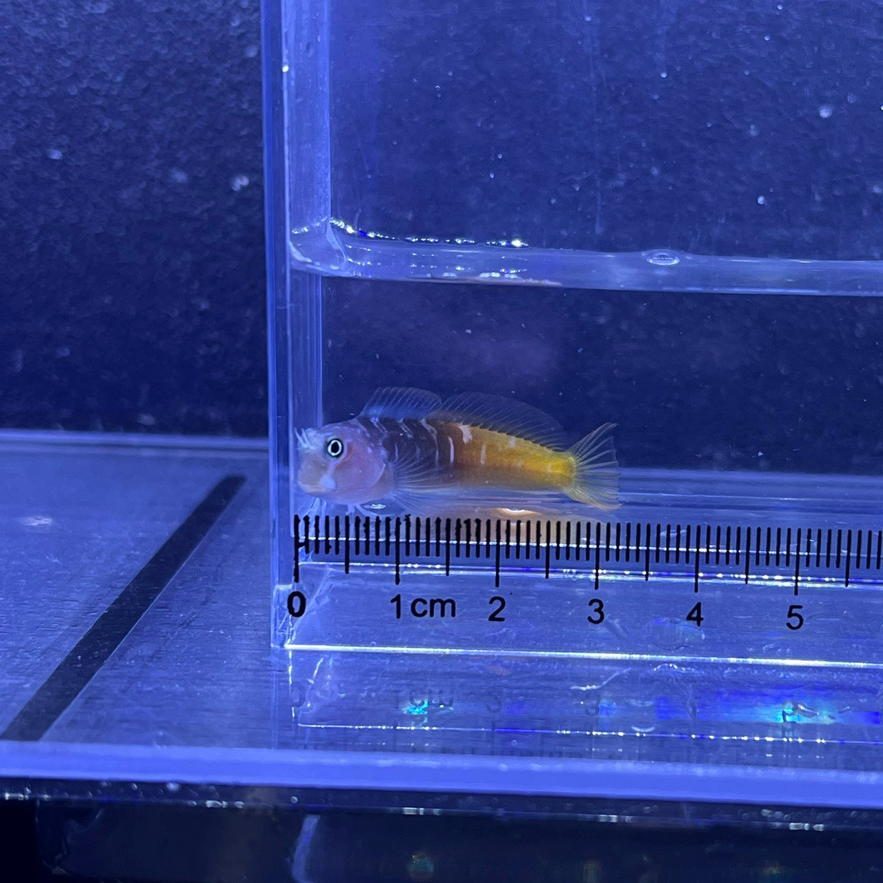 フタイロカエルウオ