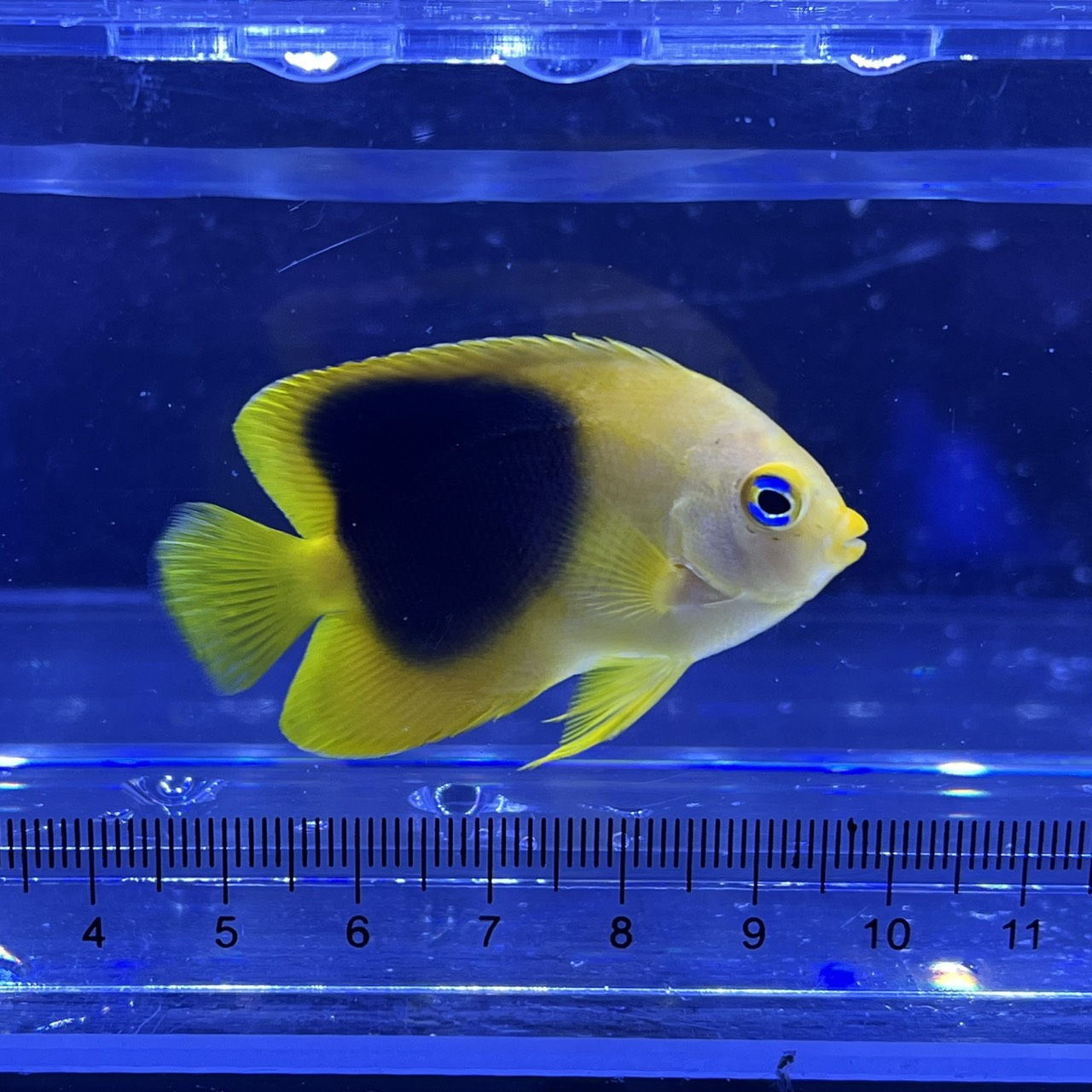 ロックビューティー