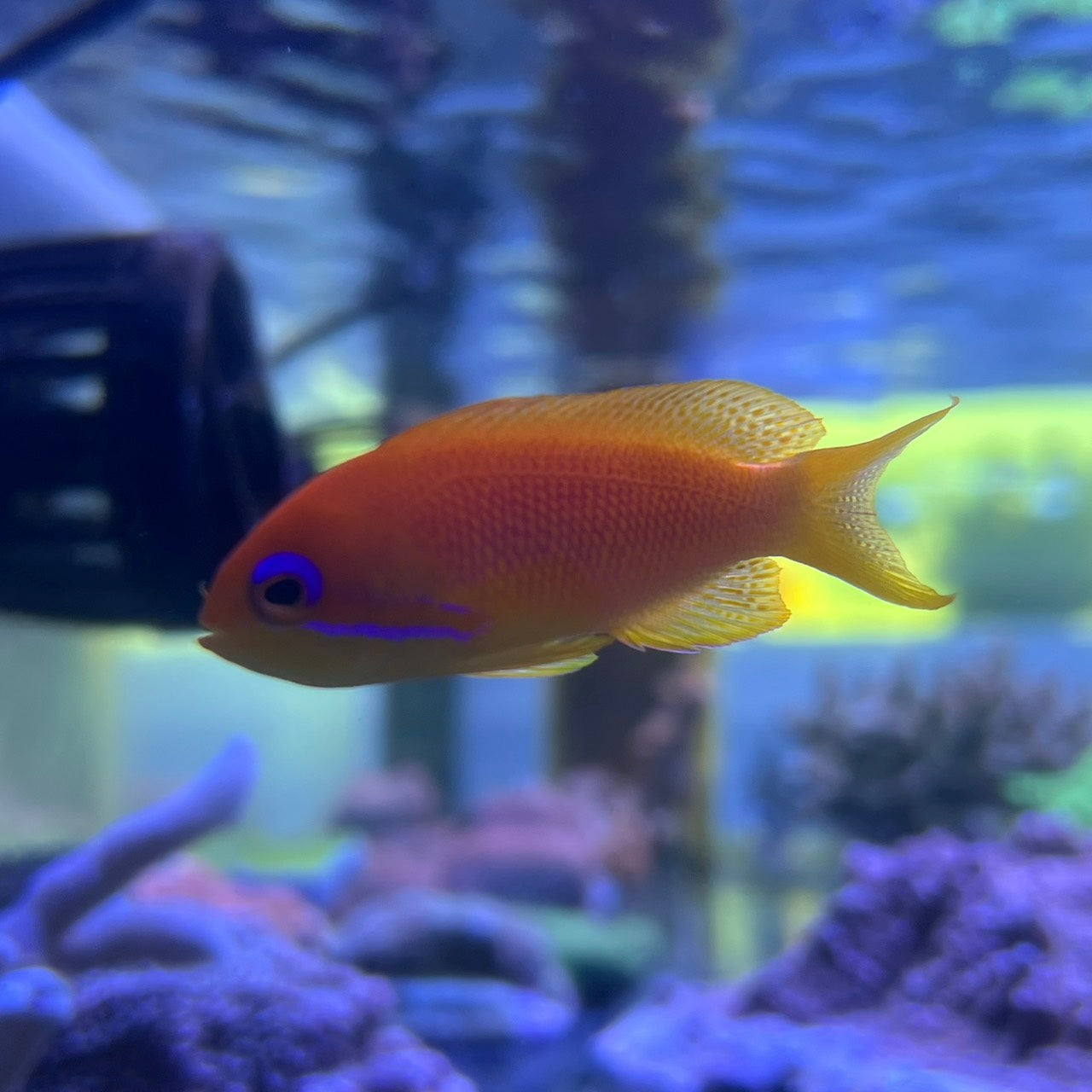 キンギョハナダイ メス