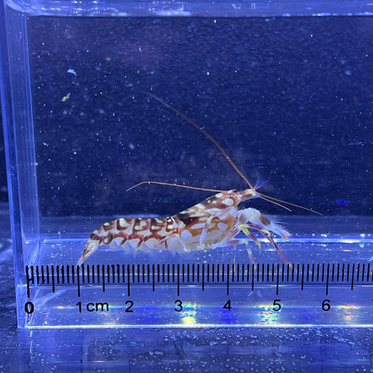 ニシキテッポウエビ