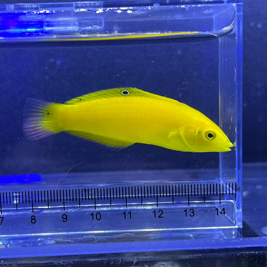 コガネキュウセン