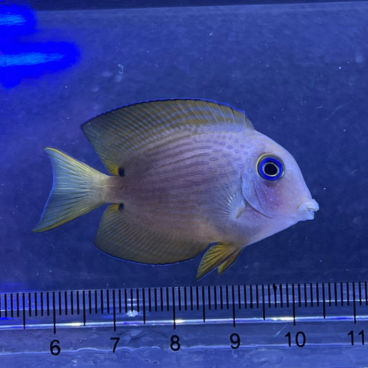 コクテンサザナミハギ