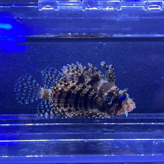 シマヒメヤマノカミ