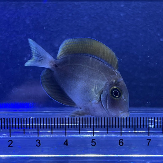 カンランハギ幼魚