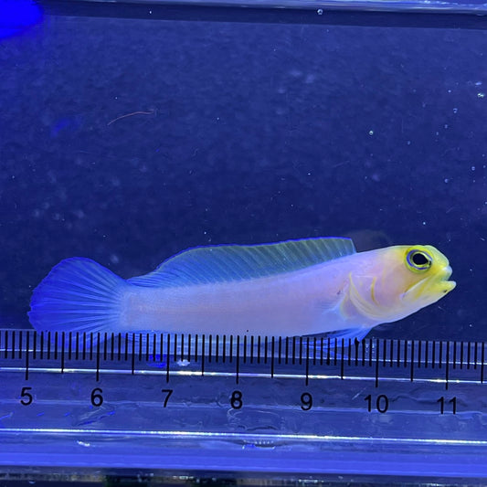 イエローヘッドジョー(パーリー)