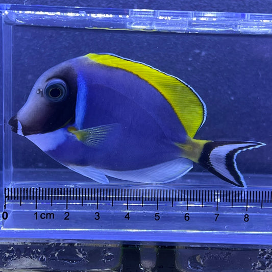 パウダーブルータン