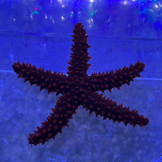 レッドノビースター