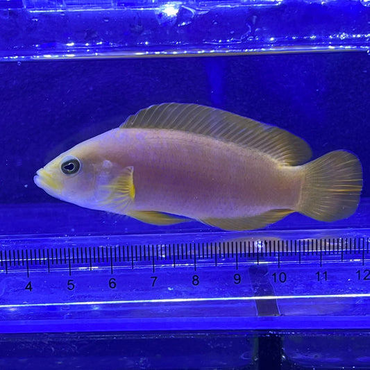 セダカニセメギス