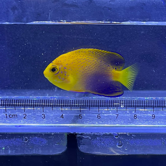 カミハタブリードレンテンヤッコ①